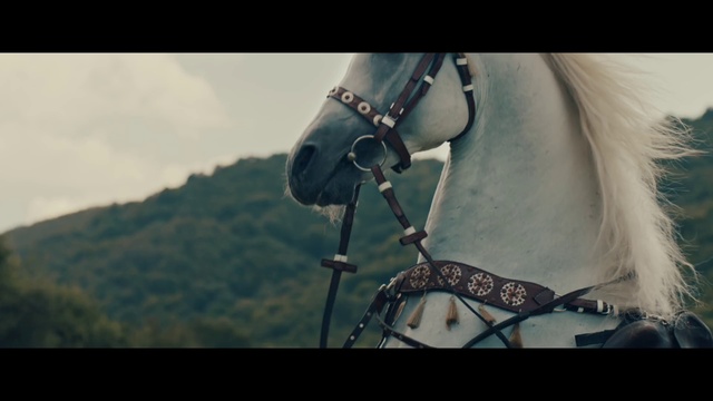 Video Reference: Horse, Halter, Horse tack, Bridle, Horse harness, Rein, Mane, Photography, Bit, Snout