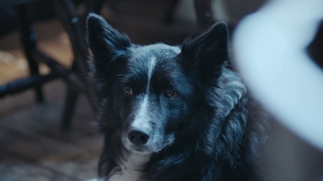 Video Reference: border collie, shepherd dog, dog, canine, pet, collie, domestic animal, fur, pets, cute, domestic