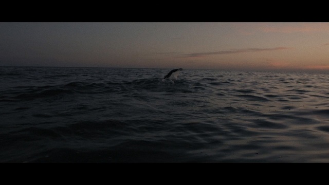 Video Reference: sea, ocean, water, horizon, sky, wave, wind wave, calm, marine mammal, sunrise