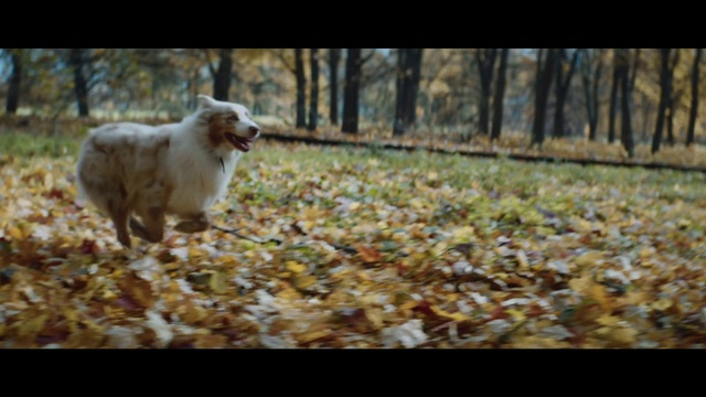 Video Reference: Mammal, Vertebrate, Dog, Canidae, Dog breed, Nature, Carnivore, Australian shepherd, Sporting Group, Tree