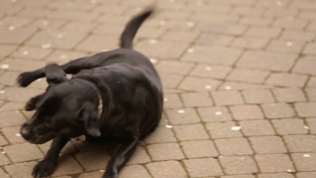 Video Reference: dog, dog like mammal, dog breed, labrador retriever, street dog, snout, borador, dog breed group, retriever, sporting group