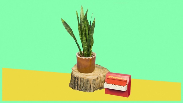 Video Reference: Flowerpot, Houseplant, Plant, Grass, Cactus, Botany, Terrestrial plant, Tree, Plant stem, Thing, Brush, Cake, Table, Sitting, Text, Vase, Tool