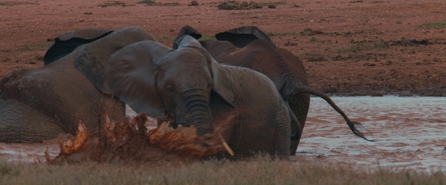 Video Reference: Terrestrial animal, Vertebrate, Mammal, Wildlife, Elephant, Elephants and Mammoths, African elephant, Safari, Black rhinoceros, Snout