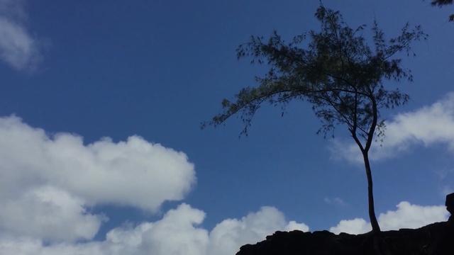 Video Reference: sky, cloud, tree, daytime, woody plant, atmosphere, cumulus, meteorological phenomenon, branch, evening