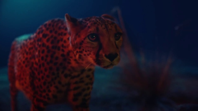 Video Reference: Wildlife, Terrestrial animal, Felidae, Leopard, Whiskers, Big cats, Snout, Organism, Sky, African leopard