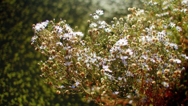 Video Reference: Flower, Plant, Flowering plant, Spring, Subshrub, Aster, Wildflower, Shrub, Herb, Blossom