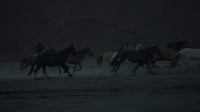 Video Reference: Horse, Herd, Wildlife, Mane, Mustang horse, Stallion, Darkness, Landscape, Mare
