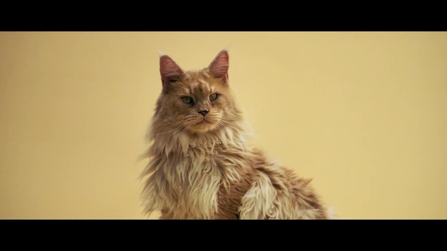 Video Reference: Cat, Mammal, Vertebrate, Small to medium-sized cats, Whiskers, Felidae, Maine coon, Carnivore, Snapshot, Snout, Indoor, Sitting, Animal, Looking, Photo, Orange, Front, White, Colored, Brown, Black, Yellow, Large, Standing, Laying, Bed, Wall, Domestic cat, Kitten, Kitty, Feline