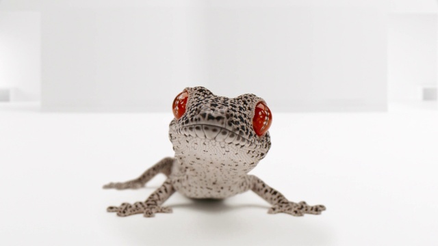 Video Reference: Toad, Frog, Amphibian, Reptile, Terrestrial animal, Anaxyrus, Bufo, Organism, Lizard, Gecko