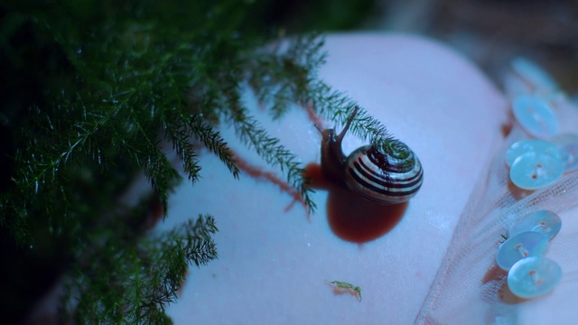 Video Reference: Green, Snails and slugs, Organism, Water, Snail, Eye, Slug, Sea snail, Tree, Macro photography