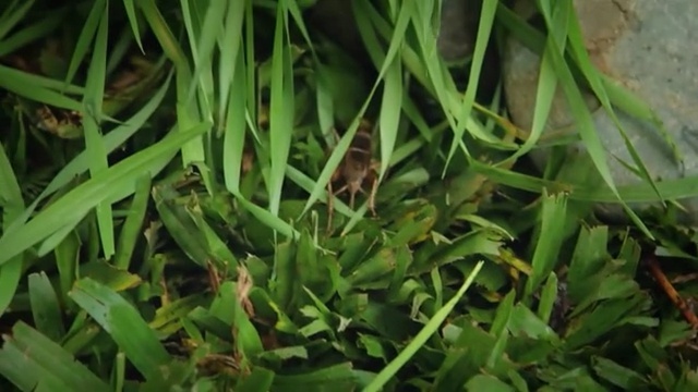 Video Reference: Plant, Grass, Leaf, Flower, Grass, Flowering plant, Herb, Terrestrial plant, Plant stem, Lawn, Person