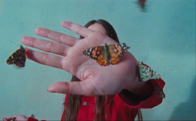 Video Reference: Cynthia (subgenus), Butterfly, Finger, Insect, Moths and butterflies, Hand, Monarch butterfly, Organism, Brush-footed butterfly, Invertebrate, Person