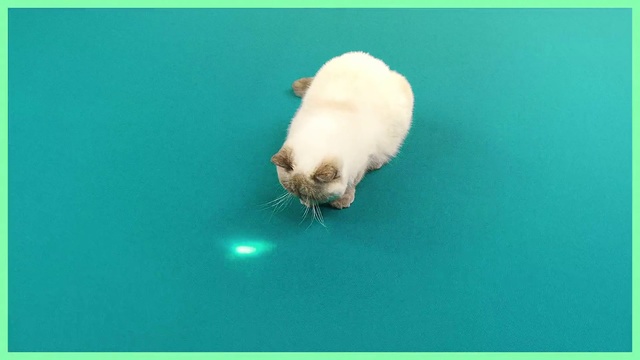 Video Reference: Cat, Felidae, Canidae, Small to medium-sized cats, Carnivore, Hamster, Sitting, Green, Looking, White, Small, Water, Screen, Blue, Laying, Ball, Standing, Animal, Text, Mammal