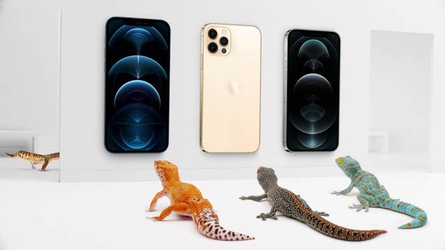 Video Reference: Lizard, Gecko, Scaled reptile, Reptile, Technology
