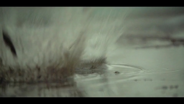 Video Reference: Eyebrow, Eye, Close-up, Photography, Iris, Whiskers, Wildlife, Fur, Eyelash