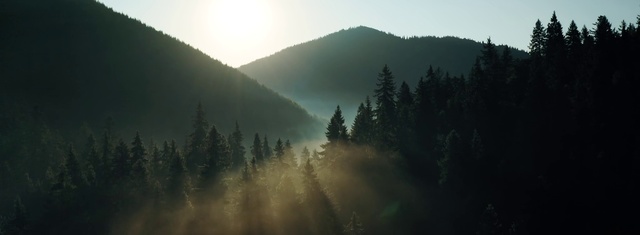 Video Reference: Nature, Atmospheric phenomenon, Mist, Sky, Fog, Morning, Tree, Natural landscape, Biome, Wilderness