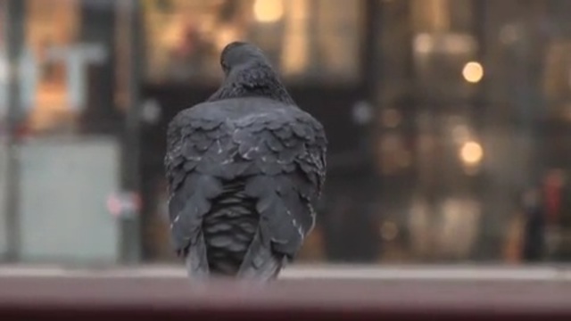 Video Reference: beak, bird, pigeons and doves