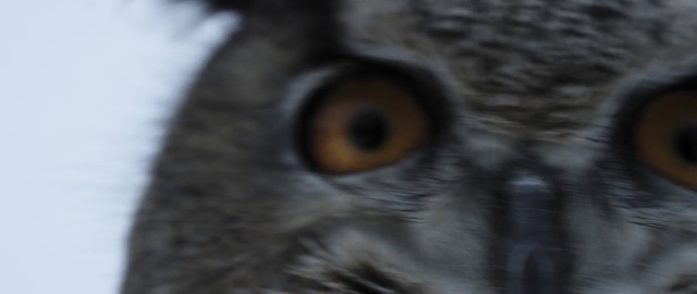 Video Reference: Owl, Bird, Bird of prey, Eye, Iris, Close-up, Beak, Organ, Wildlife, Snout