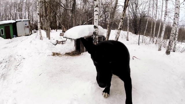 Video Reference: Snow, Winter, Tree, Freezing, Blizzard, Photography, Winter storm, Ice, Black-and-white, Fashion accessory