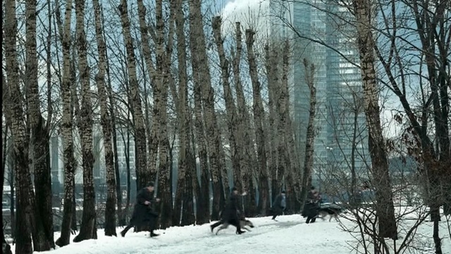 Video Reference: winter, tree, snow, ecosystem, forest, woodland, woody plant, birch, spruce fir forest, freezing