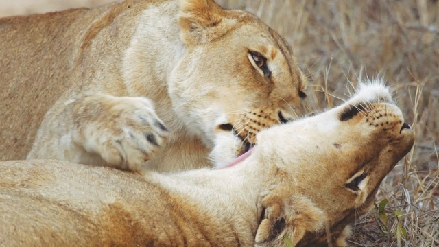 Video Reference: Mammal, Wildlife, Vertebrate, Lion, Terrestrial animal, Felidae, Big cats, Carnivore, Masai lion, Safari