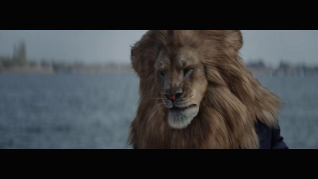 Video Reference: Lion, Mammal, Hair, Masai lion, Wildlife, Big cats, Felidae, Fur, Snapshot, Carnivore