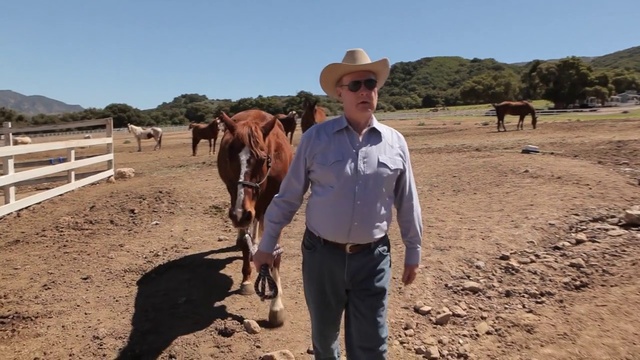 Video Reference: Mammal, Pack animal, Wrangler, Rein, Ranch, Bovine, Herder, Working animal, Landscape, Soil, Person