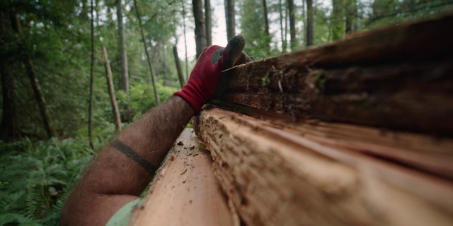 Video Reference: Tree, Forest, Wood, Trunk, Woodland, Plant, Bigtree, Old-growth forest, Jungle, Plant stem