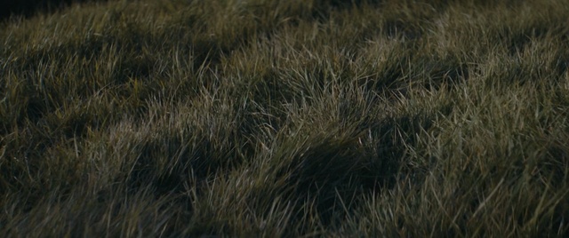Video Reference: Grass, Fur, Grassland, Brown, Grass, Ecoregion, Plant, Textile, Prairie, Wildlife