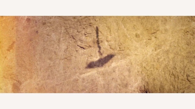 Video Reference: fauna, wood, ecoregion, snout