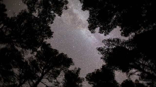 Video Reference: sky, nature, atmosphere, black and white, tree, astronomical object, night, darkness, cloud, monochrome photography
