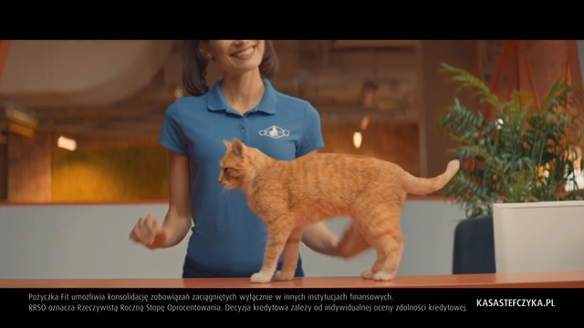 Video Reference: Cat, Mammal, Vertebrate, Small to medium-sized cats, Felidae, Carnivore, European shorthair, Tail, Photo caption, Whiskers, Person