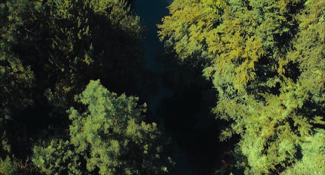 Video Reference: vegetation, ecosystem, nature, nature reserve, forest, tropical and subtropical coniferous forests, tree, temperate broadleaf and mixed forest, old growth forest, rainforest, Person