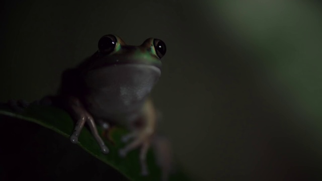 Video Reference: Frog, Amphibian, True frog, Tree frog, Toad, Bullfrog, Adaptation, Shrub frog, Organism, Eye