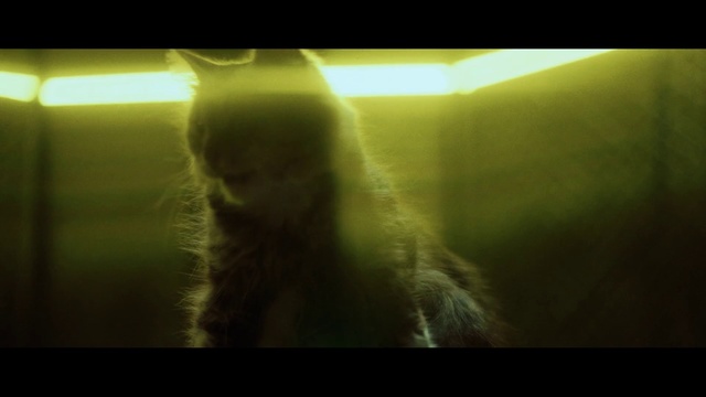 Video Reference: Green, Light, Yellow, Snapshot, Sunlight, Morning, Darkness, Mouth, Photography, Organism