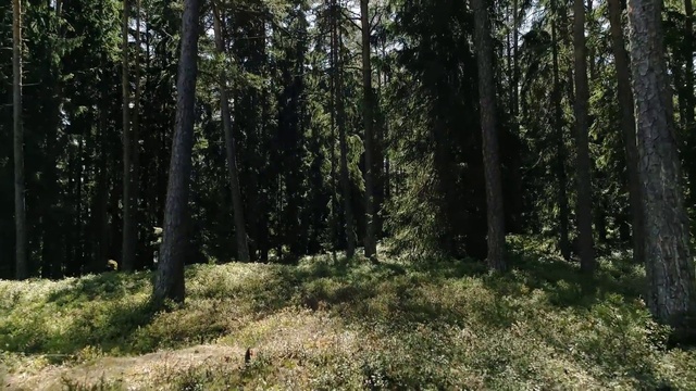 Video Reference: Tree, Forest, Woodland, Natural environment, Tropical and subtropical coniferous forests, Natural landscape, Spruce-fir forest, Vegetation, Nature reserve, Nature