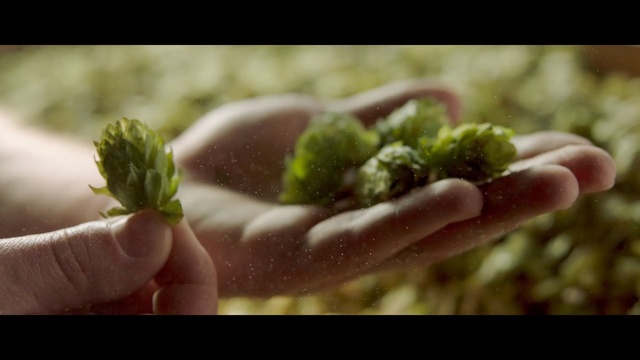 Video Reference: Plant, Leaf, Hand, Organism, Flower, Finger, Soil, Macro photography, Plant stem