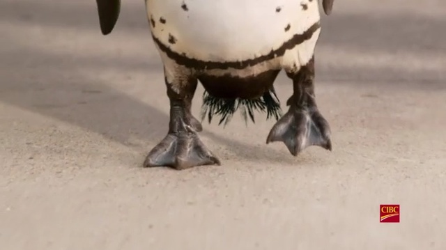 Video Reference: Beak