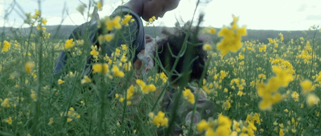 Video Reference: Flower, Rapeseed, Canola, Plant, Yellow, Mustard plant, Mustard, Flowering plant, Meadow, Spring
