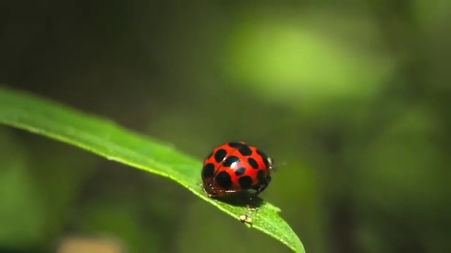 Video Reference: Ladybug, Insect, Nature, Macro photography, Beetle, Green, Close-up, Invertebrate, Leaf, Plant