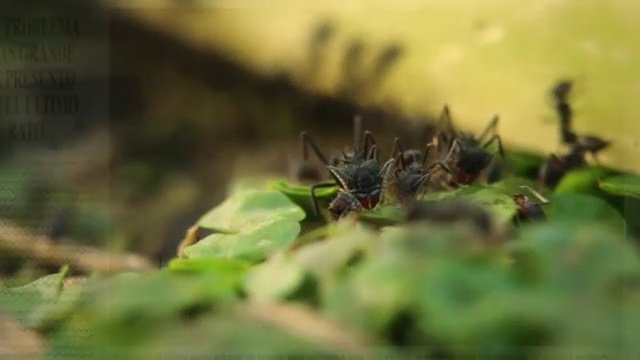 Video Reference: Insect, Nature, Pest, Macro photography, Close-up, Leaf, Invertebrate, Membrane-winged insect, Ant, Wildlife