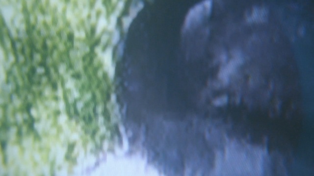 Video Reference: water, green, atmosphere, grass, tree, water resources, organism, sky