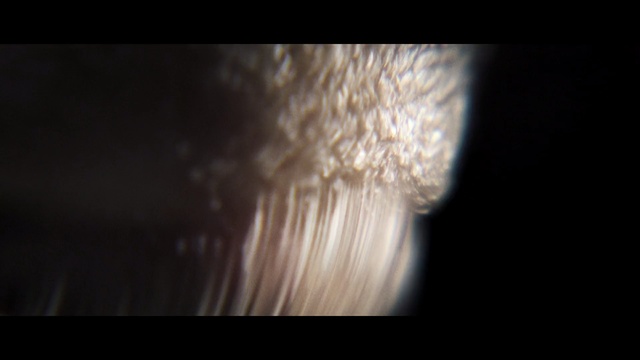 Video Reference: Hair, Close-up, Organism, Mushroom, Darkness, Ear, Photography, Macro photography, Hericium erinaceus