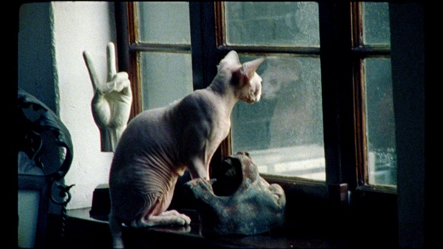 Video Reference: cat, hairless cat, mammal, small to medium sized cats, cat like mammal, vertebrate, sphynx, carnivoran, ukrainian levkoy, Person