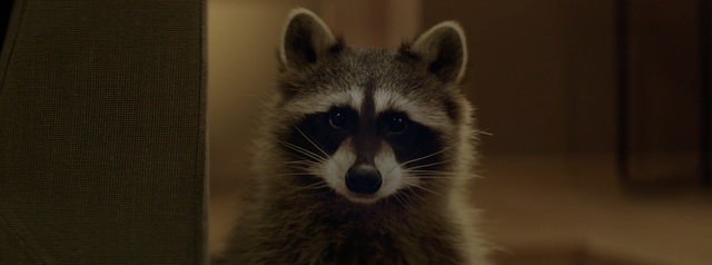 Video Reference: cat, animal, fur, raccoon, feline, pet, cute, mammal, kitty, critter, domestic, eyes, whiskers, racoon, portrait, fox