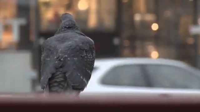 Video Reference: street, bird, dove, car 