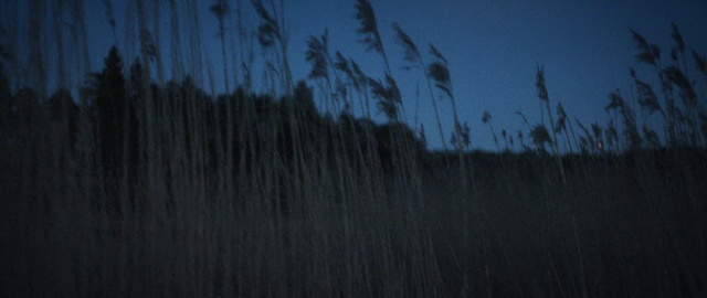 Video Reference: Nature, Blue, Sky, Grass, Natural environment, Tree, Grass family, Darkness, Plant, Atmosphere