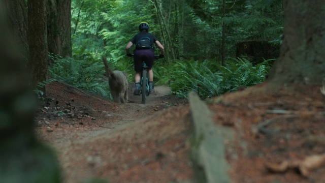 Video Reference: Trail, Woodland, Old-growth forest, Nature, Mountain biking, Jungle, Forest, Bicycle, Natural environment, Downhill mountain biking