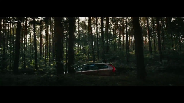 Video Reference: Nature, Woodland, Natural environment, Forest, Tree, World rally championship, Vehicle, Mode of transport, Car, Rallying