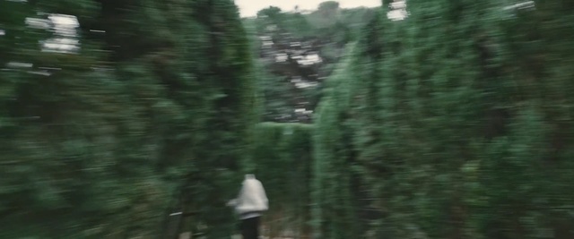 Video Reference: Tree, Nature, Vegetation, Green, Forest, Natural environment, Nature reserve, Jungle, Biome, Rainforest